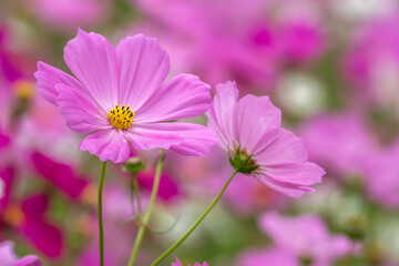 Obraz premium コスモスの花 秋のイメージ
