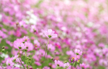 コスモスの花　秋のイメージ