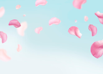 background of pink roses petal fly