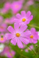 Obraz premium コスモスの花 秋のイメージ