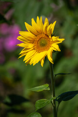 ひまわりの花　夏のイメージ