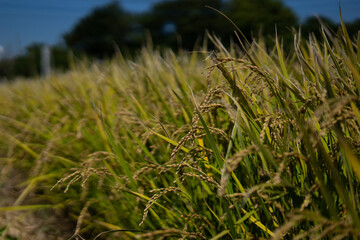 稲穂と稲わら　日本の農業のイメージ