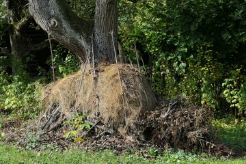Strohhaufen am Waldrand an einen Baum gelehnt