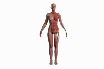 Super high resolution 3D render of female anatomy. Three part break away views. First section is the skin, second is muscle, third section is skeleton.