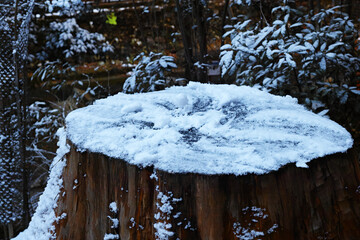 雪が積もった切り株の写真