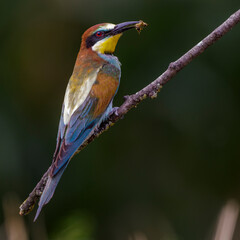 Bienenfresser (Merops apiaster)