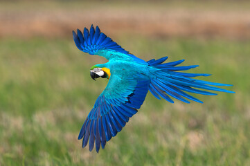 Beautiful bird flying , Blue and gold macaw flying on green background © chamnan phanthong