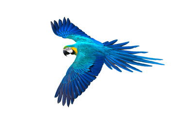 Beautiful bird flying , Blue and gold macaw flying isolated on white background