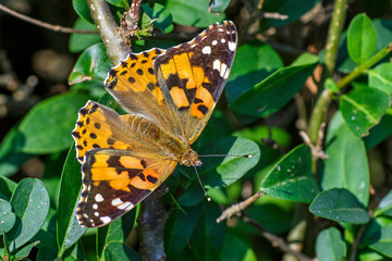 Distelfalter (Vanessa cardui)