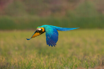 Blue and gold macaw flying, Beautiful parrot on green background