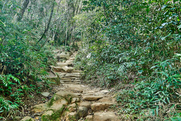 Obraz premium narrow jungle hiking trail through the dense and green tropical forest of santa catarina island towards the hidden beach of lagoinha do leste