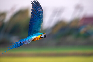 Obraz premium Blue and gold macaw flying , Beautiful parrot on green background