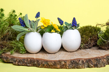 Colorful spring flowers in egg shell flowerpot for Easter on yellow eco background with moss and wooden podium. Easter greeting card concept in trendy minimal style, copy space