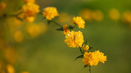 Spring flowering trees, yellow flowers, shallow depth of field, close-up