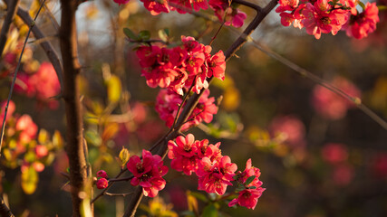 Spring flowering trees, red flowers, shallow depth of field, close-up
