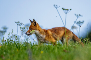 Rotfuchs (Vulpes vulpes)