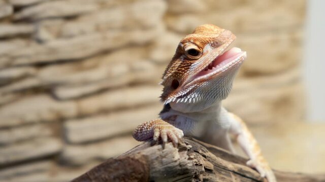 Cute baby of bearded agama dragon is sitting on log in his terrarium with open mouth. Exotic domestic animal, pet. The content of the lizard at home.