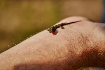 Tiny Gekko sitting on the wrist of a white caucasian man. Small, brown and delicate lizard with shallow depth of field