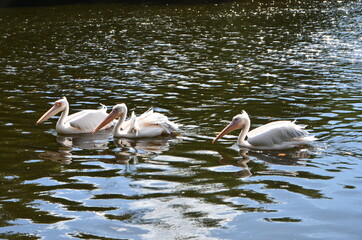 Three pelicans in one of London's parks