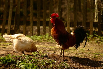 rooster in the farm