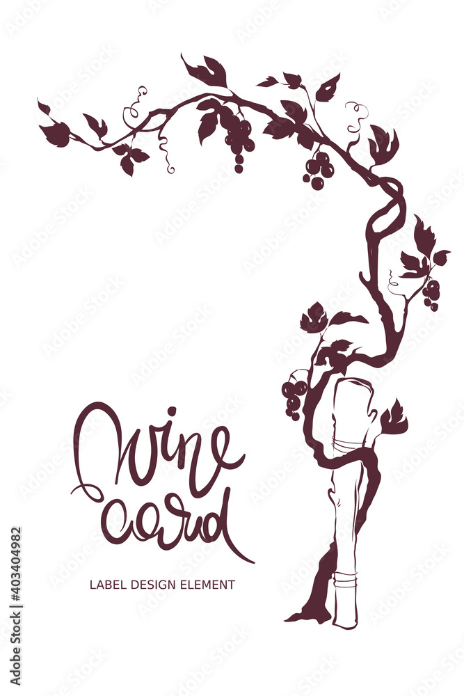 Fototapete grapevine - graphic vector illustration. design element with a twisting vine with leaves and berries