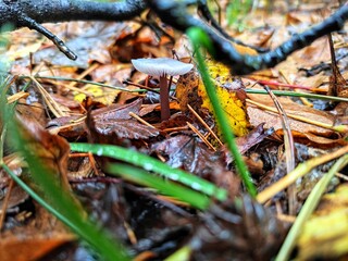 wild mushroom in the forest