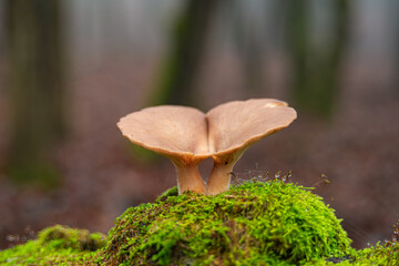 Mushroom love in nature, two mushrooms grow together