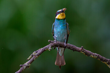 Bienenfresser (Merops apiaster)