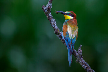 Obraz premium Bienenfresser (Merops apiaster)