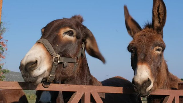 Close-up of happy donkeys looking at the camera.