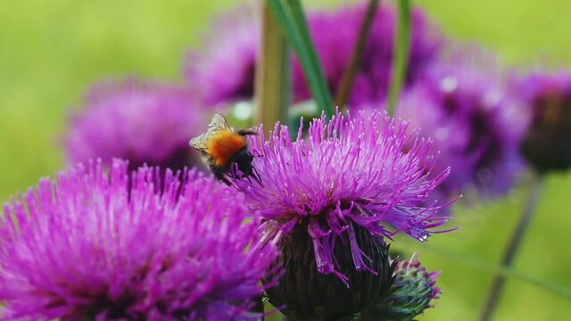 Close up view sunny day of Honey bee pollinating a purple thistle flower