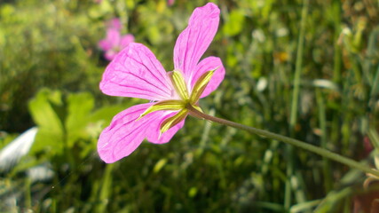 Fototapeta premium Blume in Sonne