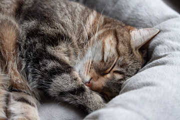 Naklejka na ściany i meble Portrait of cute tabby cat sleeping in pet bed