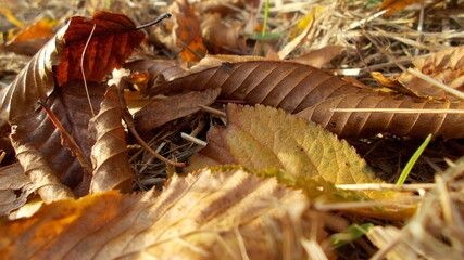 Herbstblätter