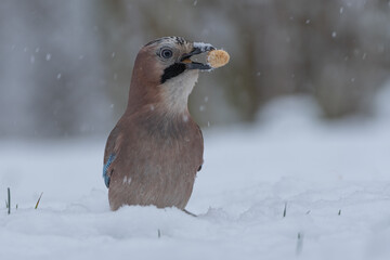 Eichelhäher mit Erdnuss im Schnee