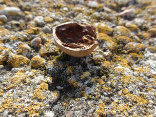 The walnut shell and lichens on a wall on a sunny spring day.