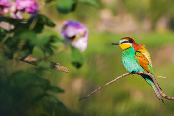 beautiful bird of paradise on a branch near flowers