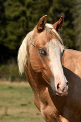 Naklejka premium American Quarter Horse Hengstjährlinge