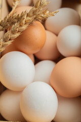 Large white and brown chicken eggs with a sprig of wheat close-up