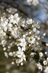blossoming flowers of a fruit tree. fragrant spring