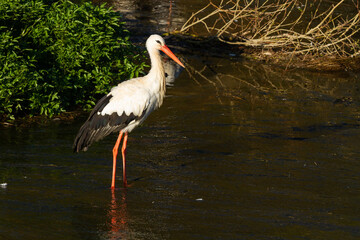 white stork, Ciconia ciconia, black and white wading bird with legs and red beak over the river