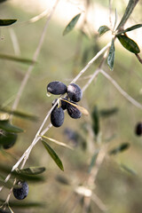 olive tree olive detail waterdrop  © simone