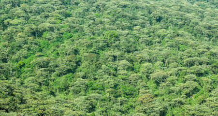 Background images of multiple trees on the Sri pada mountain , Srilanka