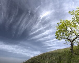 Fototapeta premium Tree in the sky. With copy space.