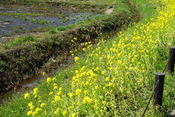 春の公園　谷戸カキツバタ園の菜の花（里山ガーデン）