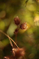 macro photo of the plant