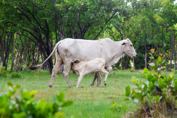 Fototapeta premium cow breast feeding 