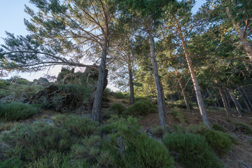 pine forest in Sierra Nevada