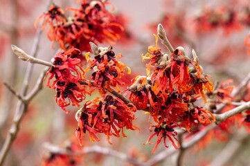 Hamamelis x Intermedia 'Diane' (Witch Hazel) a winter spring flowering shrub plant which has a...
