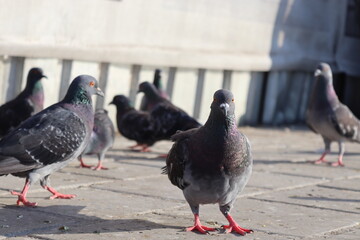 pigeons on the street